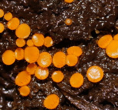 Cheilymenia raripila