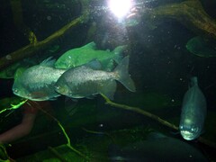 Piaractus brachypomus