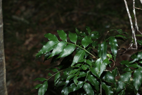 Image of Lepiderema pulchella by (c) Greg Tasney, some rights reserved (CC BY-SA)