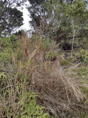 Andropogon bicornis