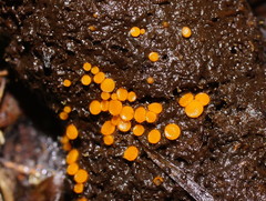 Cheilymenia raripila