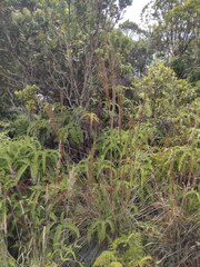 Andropogon bicornis