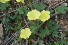 Camonea vitifolia