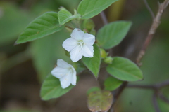 Jacquemontia paniculata