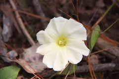 Merremia subsessilis