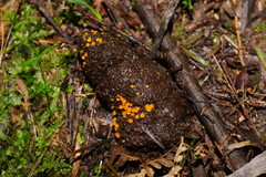 Cheilymenia raripila