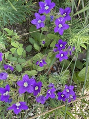 Legousia speculum-veneris