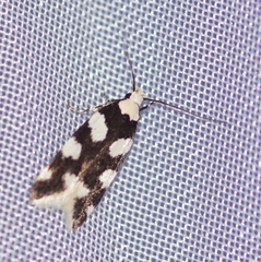 Pseudotelphusa tessella