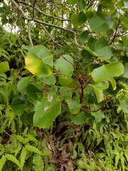 Cheirodendron (Cheirodendron)
