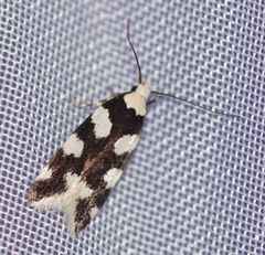 Pseudotelphusa tessella