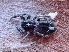 Ocrisiona melancholica