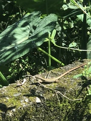 Takydromus kuehnei