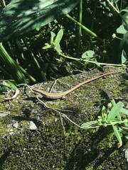Takydromus kuehnei