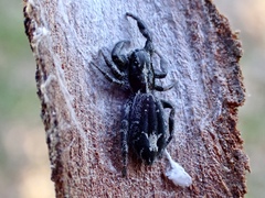 Ocrisiona melancholica