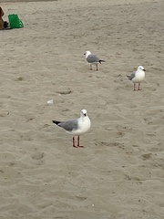 Chroicocephalus novaehollandiae novaehollandiae