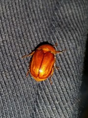 Cyclocephala borealis