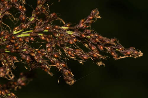 Gahnia vitiensis
