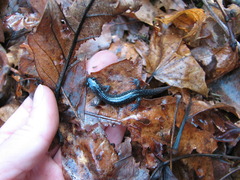 Plethodon teyahalee