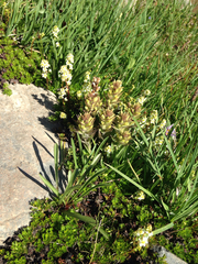 Castilleja cryptantha