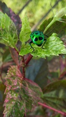 Chrysocoris