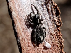 Ocrisiona melancholica