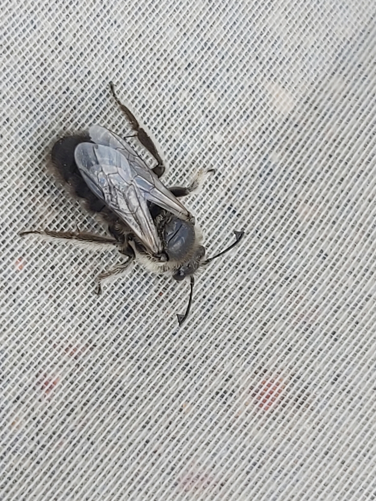 Lesser Bindweed Bee