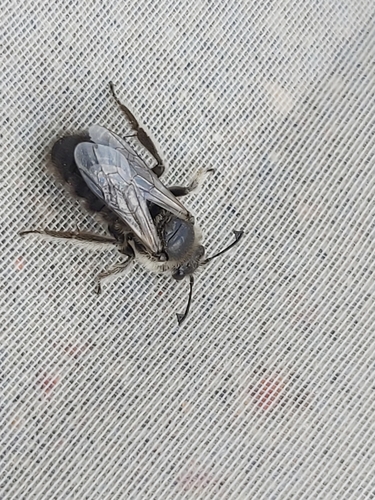 Lesser Bindweed Bee
