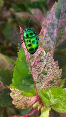 Chrysocoris