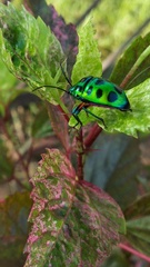 Chrysocoris