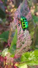 Chrysocoris
