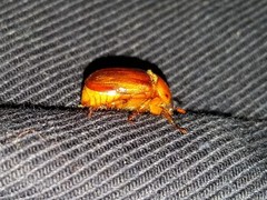 Cyclocephala borealis