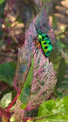 Chrysocoris