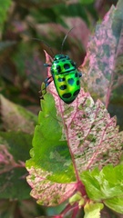 Chrysocoris