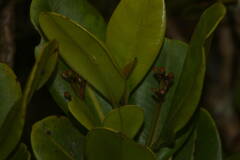 Syzygium sandwicense