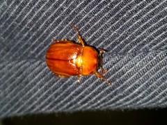 Cyclocephala borealis