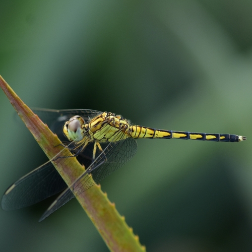 Photo of White-tipped Demon (Indothemis carnatica)