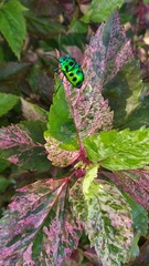 Chrysocoris