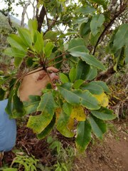 Cheirodendron trigynum