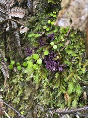 Ramariopsis pulchella