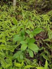 Rubus argutus