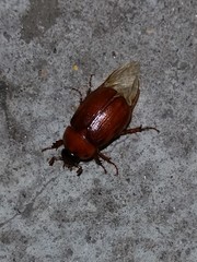 Cyclocephala borealis