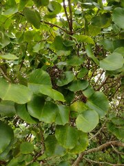 Cheirodendron platyphyllum