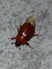 Cyclocephala borealis