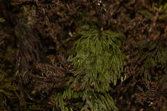 Hymenophyllum lanceolatum