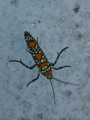 Atteva aurea