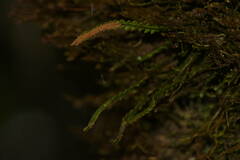 Stenogrammitis saffordii