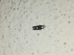 Chionodes phalacra