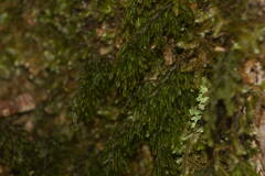 Hymenophyllum lanceolatum