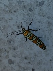 Atteva aurea