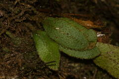 Elaphoglossum paleaceum